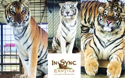 In-Sync adds to its exotic family