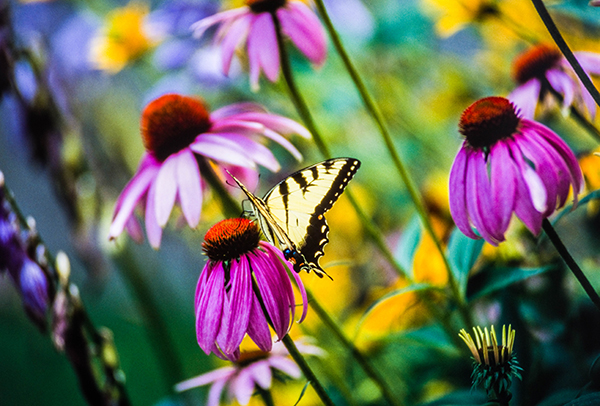 What’s the buzz about pollinators?