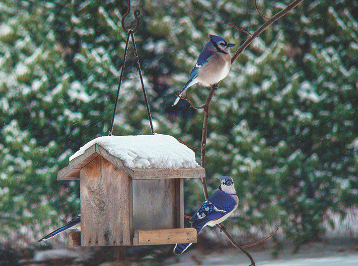 Bringing the birds home – Feeders, food and simple ways to welcome backyard birds