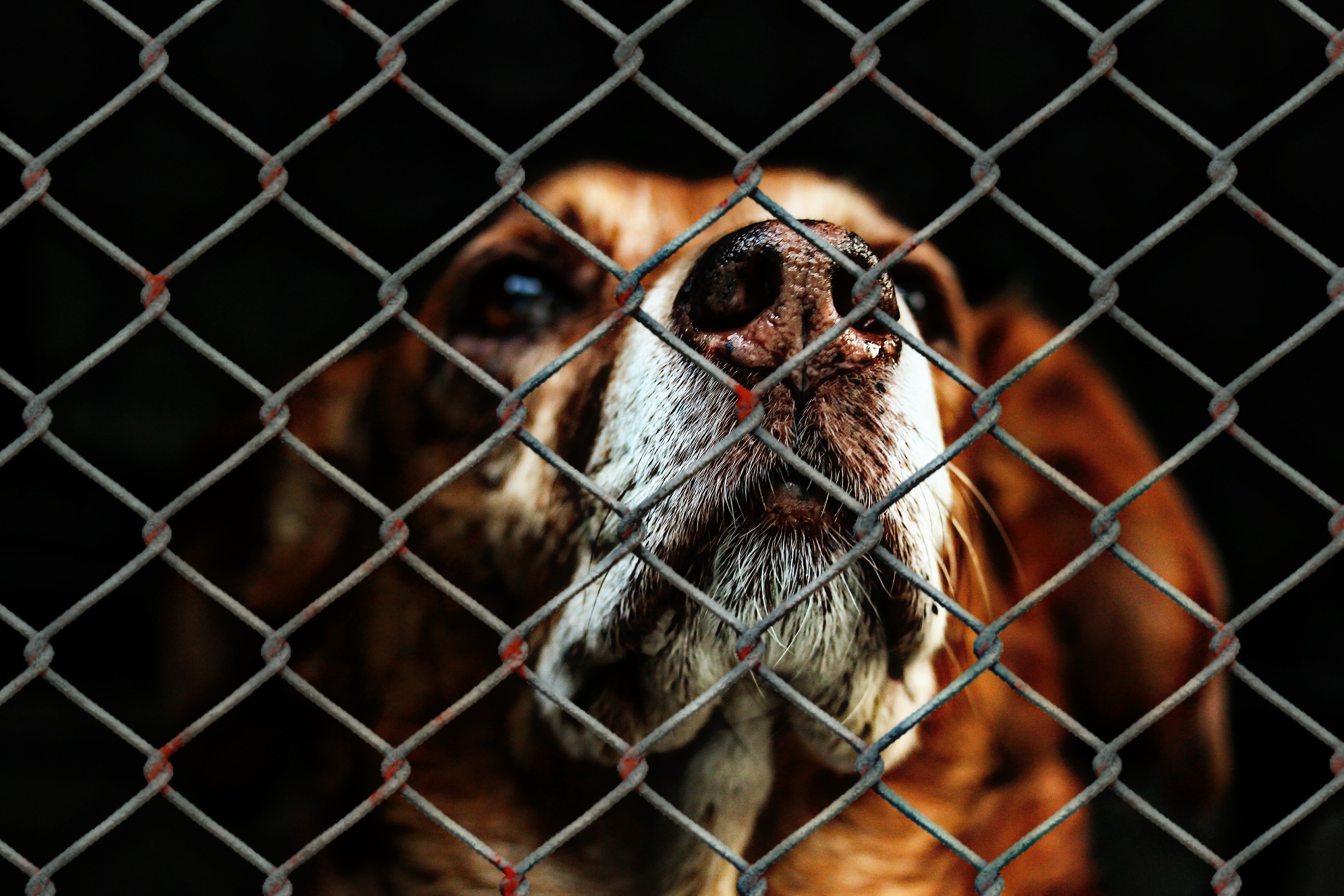 County focuses on animal shelter capacity, intake limits