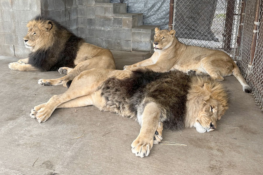 From Amarillo to Wylie, big cats and lemurs find new home